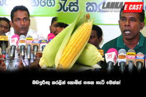 බඩඉරිඟු කරලින් කොමිස් ගහන හැටි මෙන්න!